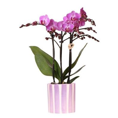 Phalaenopsis Orchidee Vienna Lila + Painted Stripe Topf Lilac Ø9cm - Zimmerpflanze