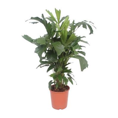 Fischschwanzpalme - Caryota Mitis - Zimmerpflanze - Ø24cm - ?110cm