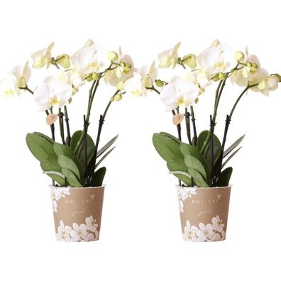 Phalaenopsis-Orchideen Weiß - Topfgröße Ø12cm - Zimmerpflanze - 2 Stück