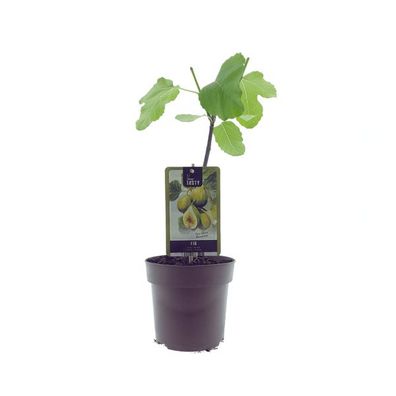 Ficus Panachee - Feigenbaum - Ø15cm - ?40cm
