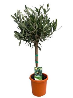 Olivenbaum - Olea Europaea - Zimmerpflanze - Ø15cm - ?60cm