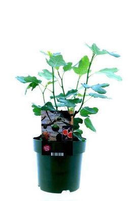 Ficus Carica Bornholm - Feigenbaum - Ø19cm - ?50cm