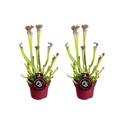 Sarracenia Farnhamii - Fleischfressende Pflanze - Zimmerpflanze - Ø12cm - ?40cm - 2 S