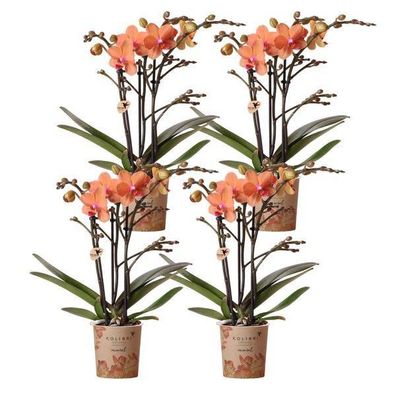 Phalaenopsis Orchideen Bozen Orange - Topfgröße Ø9cm - Zimmerpflanze - 4 Stück