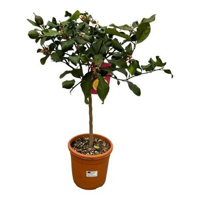 Zitronenbaum - Zitrusfrucht - ?80cm - Ø22cm