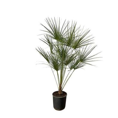 Chamaerops Humilis - Zwergpalme - Zimmerpflanze - ?160 cm - Ø28cm