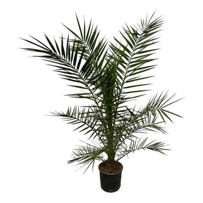 Phönix Canariensis - Kanarische Dattelpalme - Zimmerpflanze - ?160 cm - Ø22cm