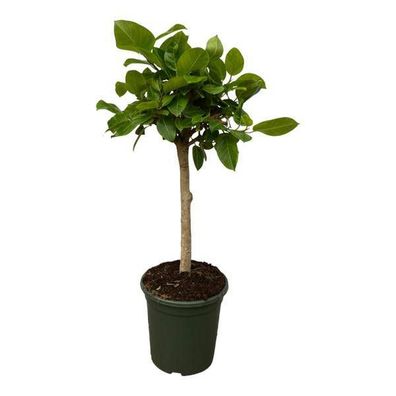 Ficus Altissima variegata - Feigenbaum - Zimmerpflanze - ?150 cm - Ø33cm