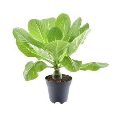 Vulkanpalme - Brighamia Insignis 'Hawaii Palme' - Zimmerpflanze - Ø12cm - ?37cm