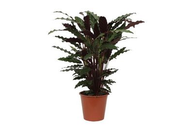 Calathea Wavestar - Korbmarante - Zimmerpflanze - ?80cm - Ø19cm
