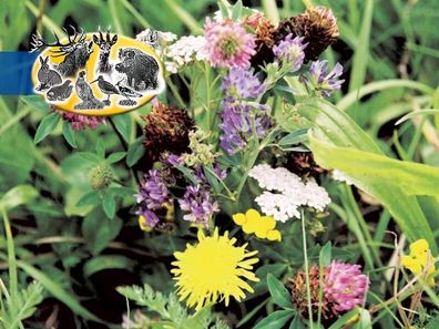 Kiepenkerl Hasenapotheke (ohne Gräser) für Niederwild 1kg, wildfreundlich