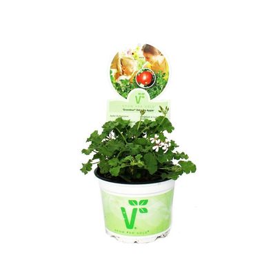 Duftgeranie "Apfel" - Pelargonia odorata Hybr