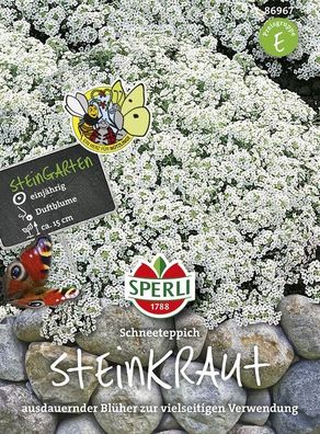 Steinkraut Sperling`s Schneeteppich, kompakter Bodendecker
