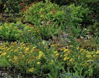 Kiepenkerl Dachbegrünung Kräutermix 1kg, leicht & pflegeleicht