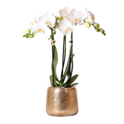 Kolibri Orchideen | weiße Phalaenopsis Orchidee - Amabilis + Luxus Ziertopf gold