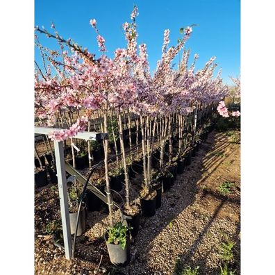Mandelbaum 'Guara' (Prunus dulcis) Selbstfruchtend Süßmandelbaum 160-200 cm