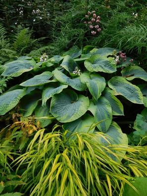 Funkie 'Frances Williams' Hosta Staude im 1L Topf | Schattenstaude