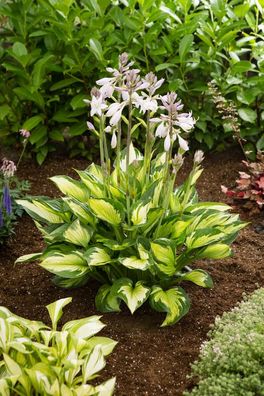 Hosta 'Colored Hulk' Funkie im 1L Topf Staude Schatten & Halbschatten
