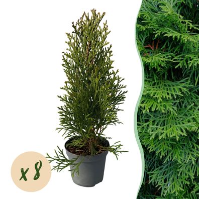 Heckenpflanzen - Thuja occidentalis Smaragd - Blatt grün - 8 Pflanzen - 1 laufend