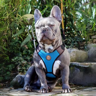 Hundegeschirr Perth (Größe S)