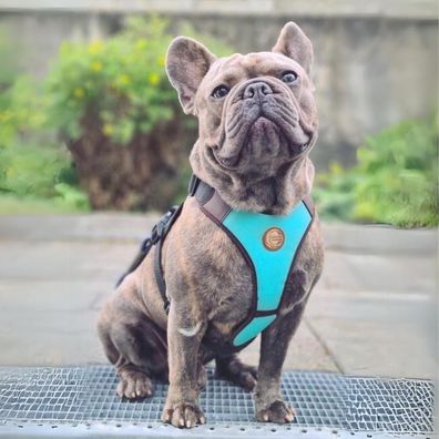 Hundegeschirr Wellington (Größe M)