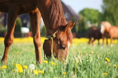 Kiepenkerl DSV Country-HorseKräutermenü 1500g, nährstoffreich & schmackhaft