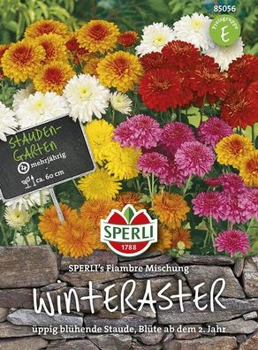 Winteraster Sperling`s Fiambre Mischung, reichblühend & standfest