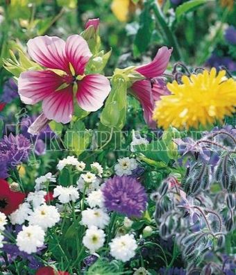 Kiepenkerl Bienenfutterpflanzen einjährig 1kg, optimale Nahrungsquelle