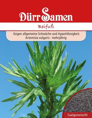 Dürr Beifuß Artemisia vulgaris, würzig-aromatische Heilpflanze