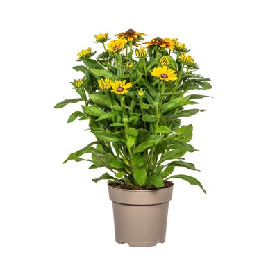 Rudbeckia Summerina - Ø25cm - 45-60cm - Gartenpflanze