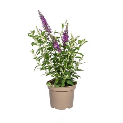 Buddleja Davidii Lila - Schmetterlingsstrauch - Ø19cm - 40-50cm - Gartenpflanze