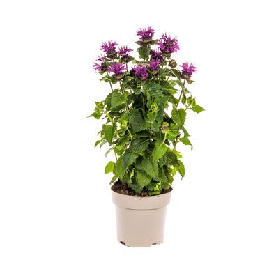 Monarda Didyma - Violette Blüten - Ø19cm - 45-60cm - Gartenpflanze