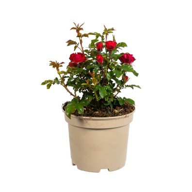 Rosa Zepeti - Ø19cm - 30-40cm - Gartenpflanze