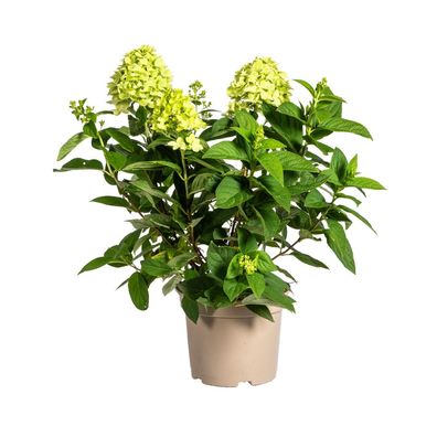 Hortensie - Hydrangea Paniculata Limelight - Limonengrüne Blüten - Ø30cm - 50-6