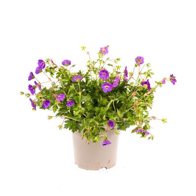 Geranium Rozanne Paare - Ø19cm - 20-30cm - Gartenpflanze