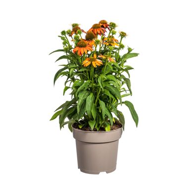 Echinacea Purpurea - Oranje bloemen - Ø19cm - 60-70cm - Gartenpflanze