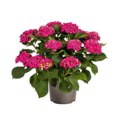 Hortensie - Hydrangea Macrophylla - rote Blüten - Ø50cm - 70-80cm - Gartenpflanze