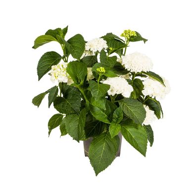 Hortensie - Hydrangea Macrophylla - weiße Blüten - Ø24cm - 70-80cm - Gartenpflanze