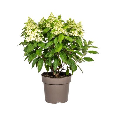 Hortensie - Hydrangea Paniculata - weiße Blüten - Ø24cm - 70-80cm - Gartenpflanze