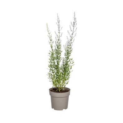 Perowskia atriplicifolia - Ø19cm - 50-60cm - Gartenpflanze