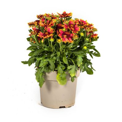 Gaillardia Aristata - gelb-rot-orange Blüten - Ø19cm - 40-50cm - Gartenpflanze