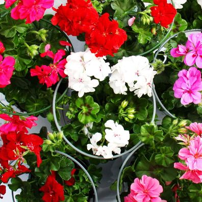 Geranien hängend - Pelargonium peltatum - verschiedene Farben - 12cm Topf - Set
