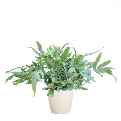 Phlebodium Aureum 'Blue Star' mit Viber weiß - Ø17cm - 30-40cm - Zimmerpflanze