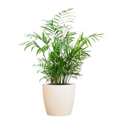 Chamadorea Elegans mit Viber weiß - Ø17cm - 45-55cm - Zimmerpflanze - Immergrün