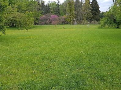 RSM-Rasensamen 7.2.1 Landschaftrasen Trockenlagen o. Kräuter 1kg für 50m²