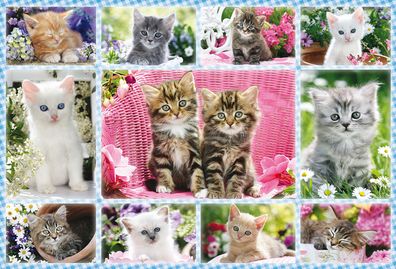 Katzenbabys