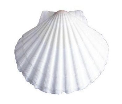 Cypraea arabica 45 mm
