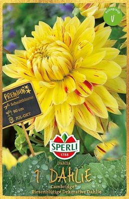 Sperli Premium Dahlie Cambridge, reiche Blüte