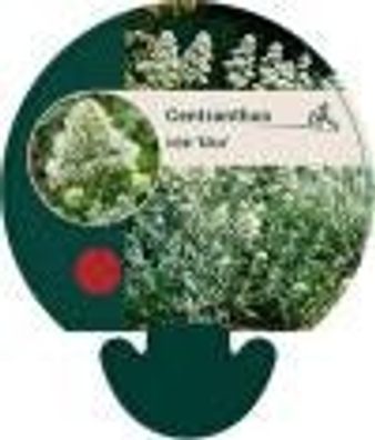 12x Spornblume Albus - Centranthus ruber Centranthus ruber ´Albus´, Spornblume, weiß,