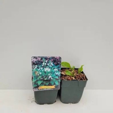 12x weiße Lilien Funkie mit duftenden Blüten Hosta Royal Standard im Topf